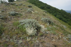 Cerastium biebersteinii