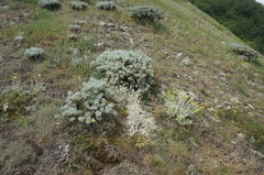 Cerastium biebersteinii