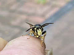 Paranthrene simulans