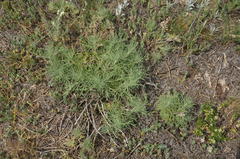 Salvia scabiosifolia