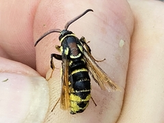 Paranthrene simulans