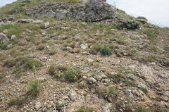 Astragalus arnacantha