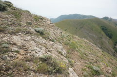 Astragalus arnacantha