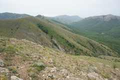 Astragalus arnacantha