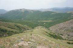 Astragalus arnacantha