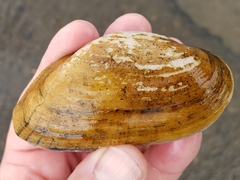 Alasmidonta marginata