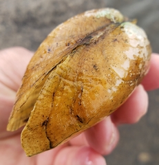 Alasmidonta marginata