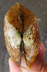 Alasmidonta marginata