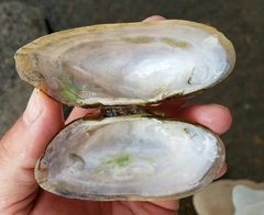 Alasmidonta marginata