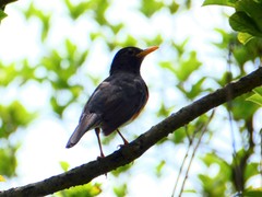 Turdus dissimilis
