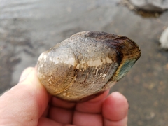 Alasmidonta marginata