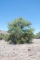 Quercus emoryi
