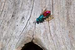 Chrysis ignita