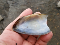 Alasmidonta marginata