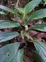 Pentaphragma ellipticum