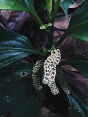 Pentaphragma ellipticum