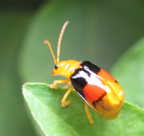 Diacantha duplicata