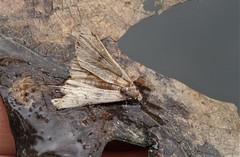 Phalaenophana pyramusalis