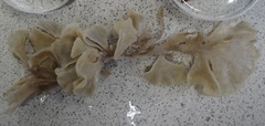 Flustridae