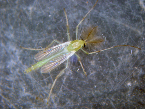 Parachironomus monochromus