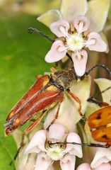 Typocerus velutinus
