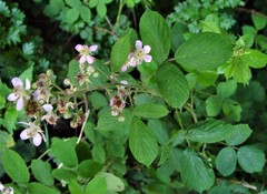Rubus polyanthemus
