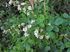 Rubus polyanthemus