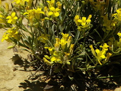 Physaria reediana