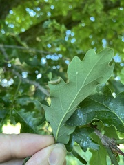 Macrodiplosis pustularis