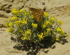 Physaria reediana