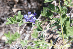 Pediomelum tenuiflorum