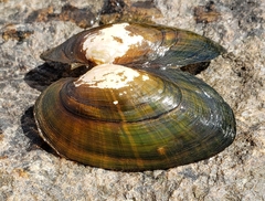 Strophitus undulatus