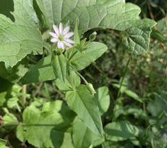Stellaria aquatica