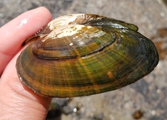 Strophitus undulatus