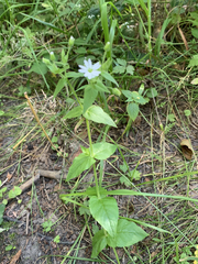 Stellaria aquatica