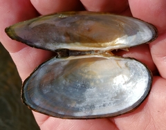 Strophitus undulatus