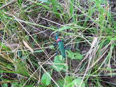 Aromia moschata orientalis
