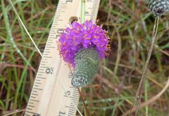 Dalea purpurea