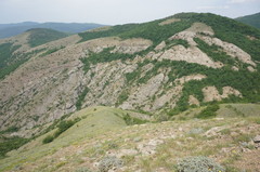 Astragalus arnacantha