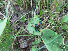 Aromia moschata orientalis