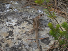Psammodromus edwarsianus