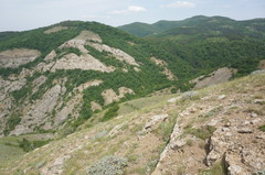 Astragalus arnacantha