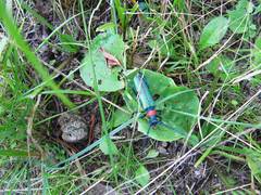 Aromia moschata orientalis