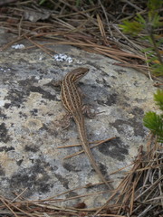 Psammodromus edwarsianus