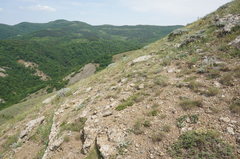 Astragalus arnacantha