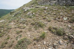 Astragalus arnacantha
