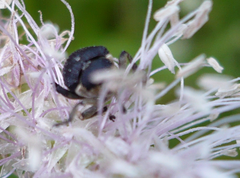 Mononychus punctumalbum