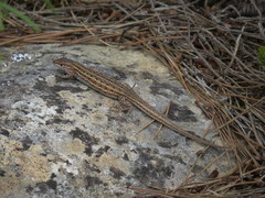 Psammodromus edwarsianus
