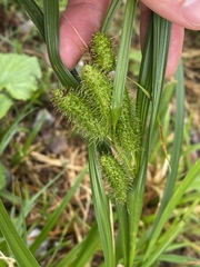 Carex frankii