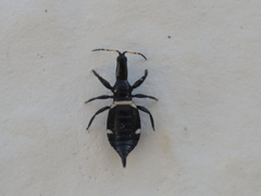 Compsothrips albosignatus